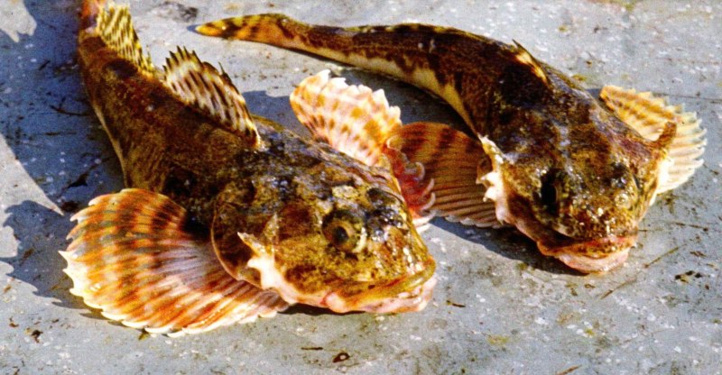 Морской бычок Дальневосточный