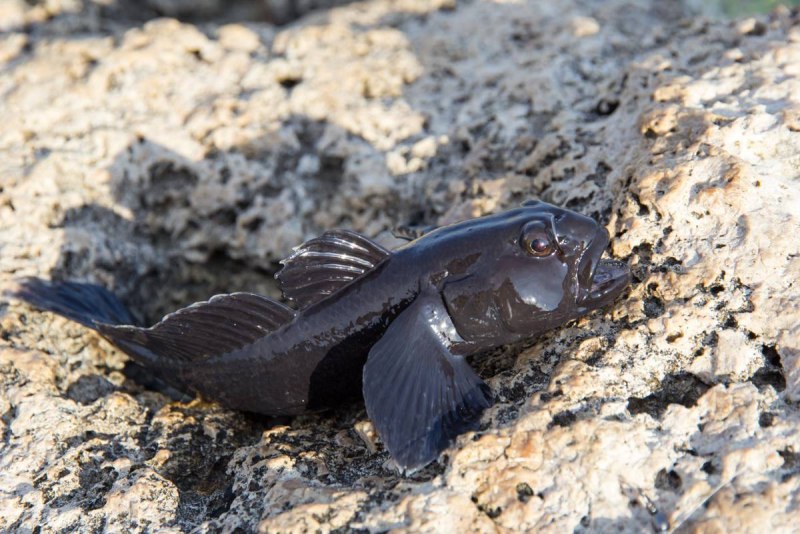 Бычок Беломорский