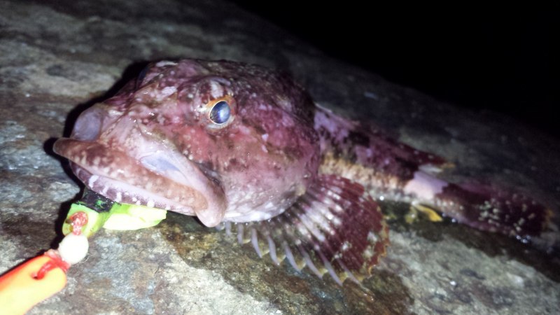 Бычок-песочник Neogobius fluviatilis