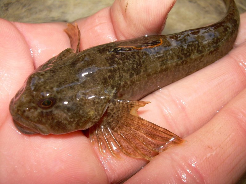 Морской четырехрогий бычок