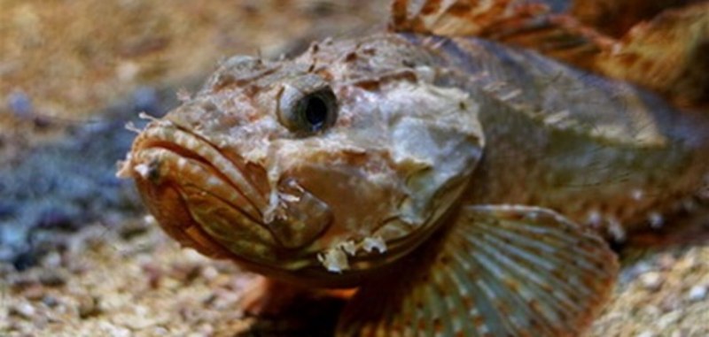 Бычок рыба морской Черноморский