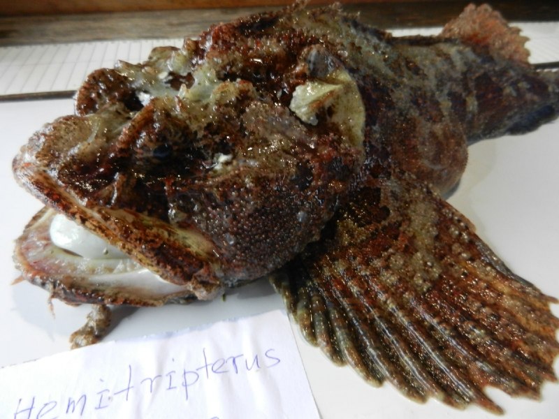 Морской бычок подкаменщик