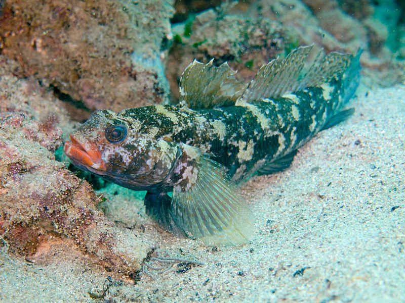 Мурманский бычок рыба