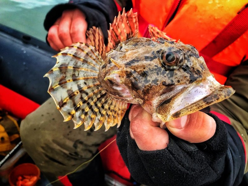 Старков Камчатка морская рыбалка