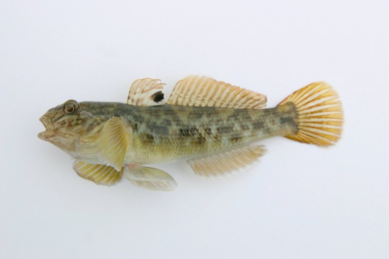 Бычок-кругляк (Neogobius melanostomus)