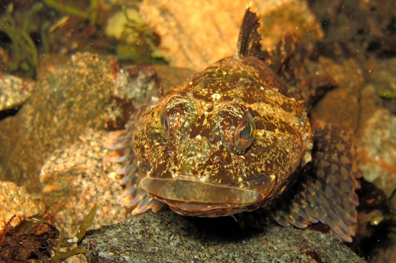 Красный морской бычок