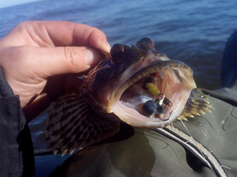 Морской бычок Баренцево море