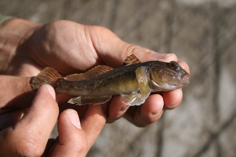 Ротан подкаменщик