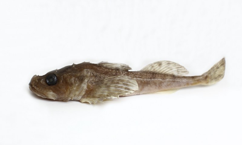 Бычок подкаменщик Черноморский