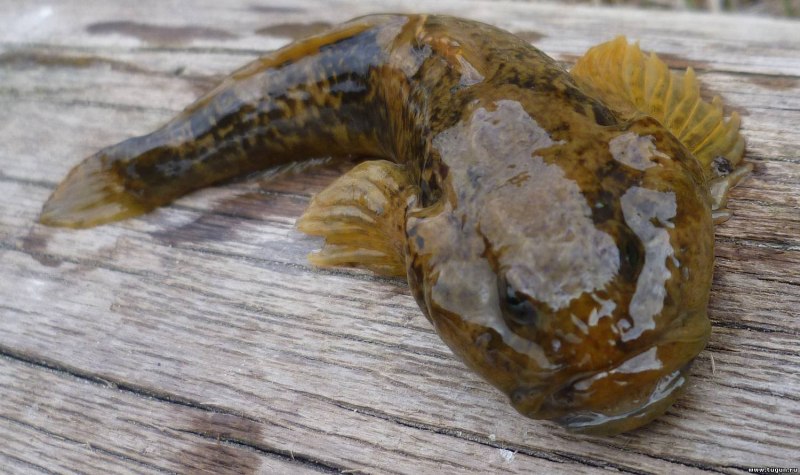 Бычок рыба морской Черноморский