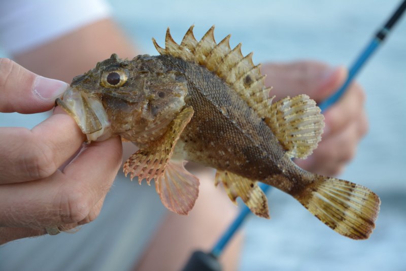 Ротан Черноморский бычок