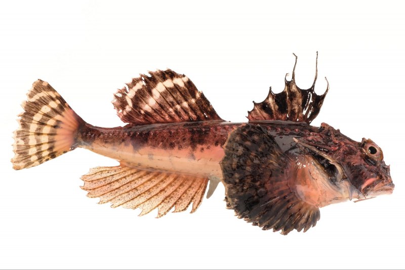 Бычок рыба морской Черноморский