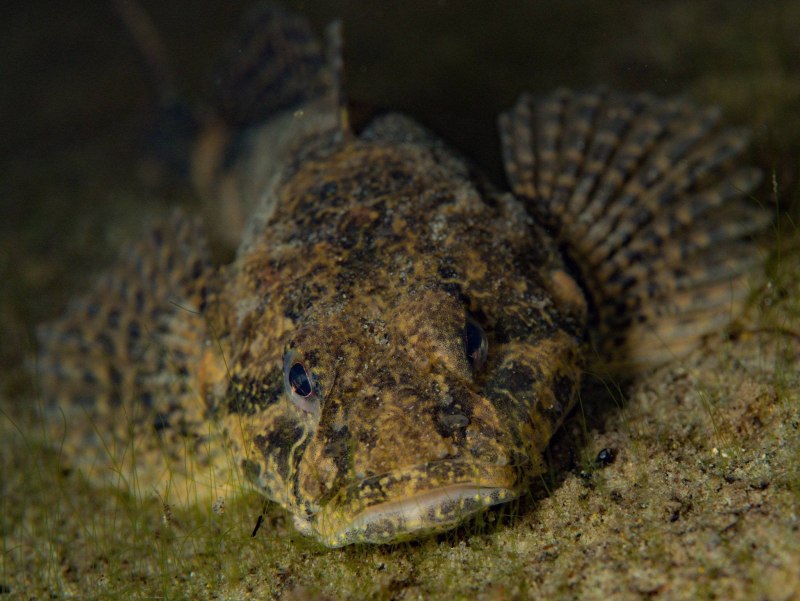 Европейский керчак