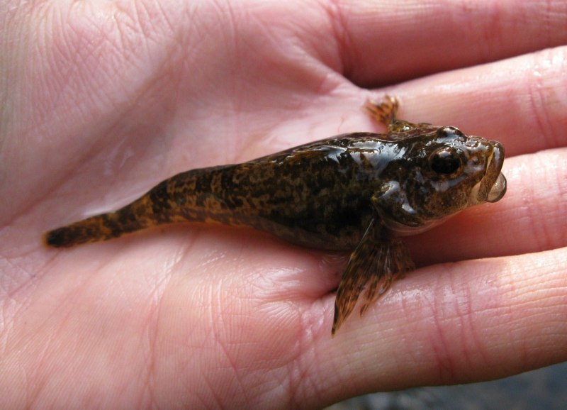 Ловля бычка на Азовском море