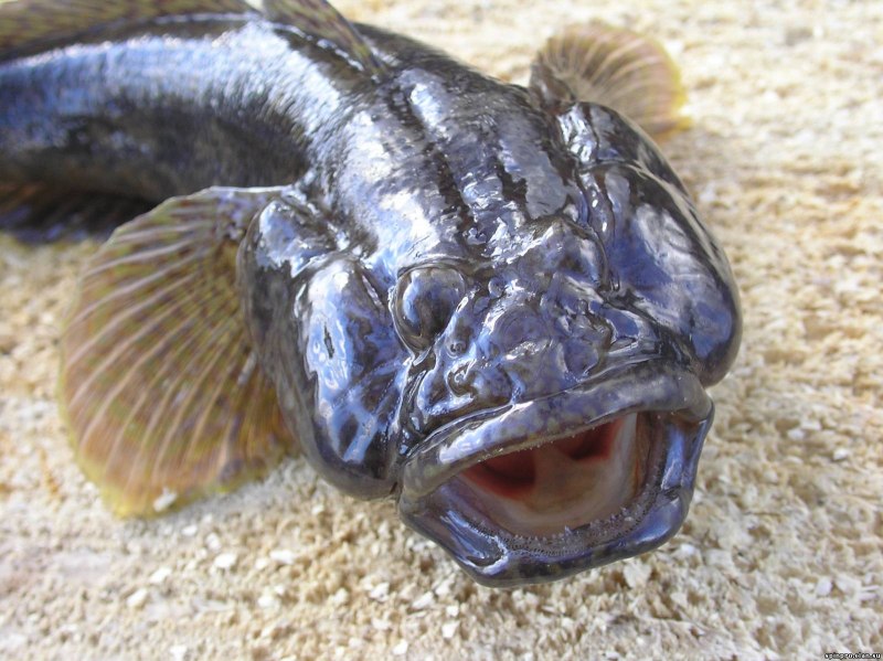 Весёлый бычок