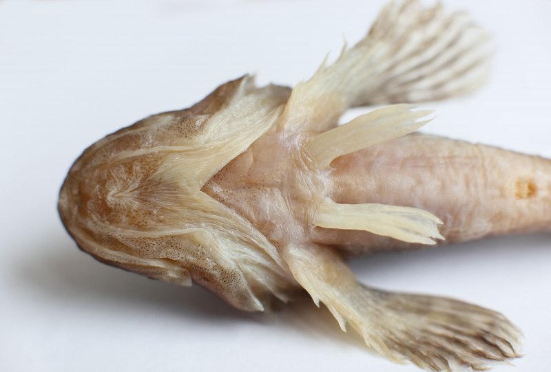 Ротан морской бычок