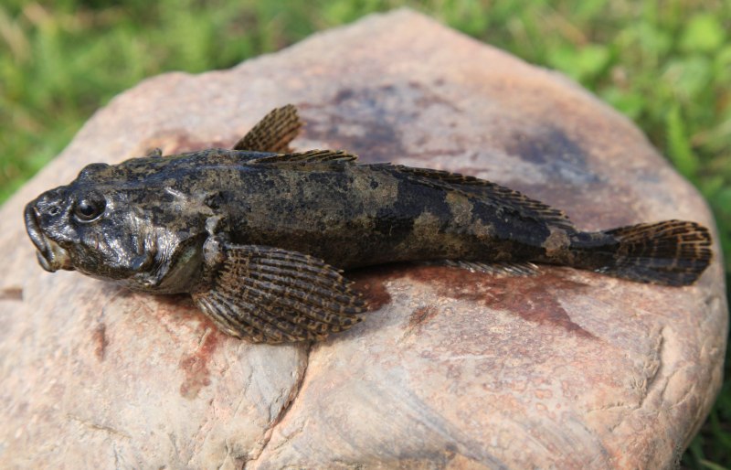 Обыкновенный бычок-подкаменщик