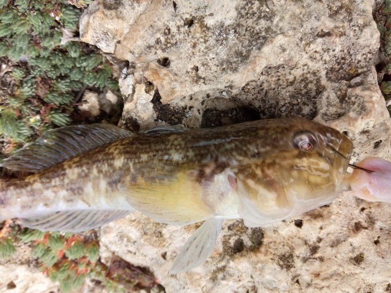 Бычок под каменьщик Байкал