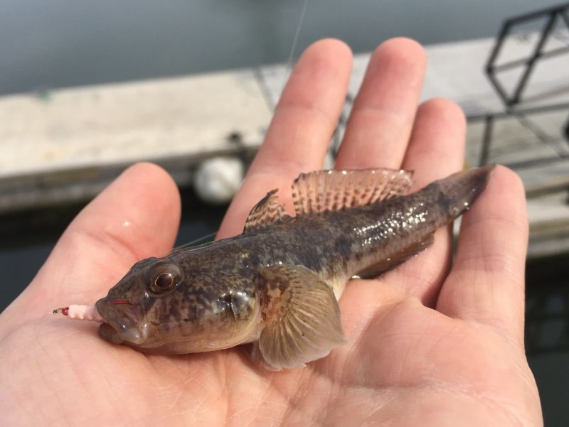 Бычки черного моря