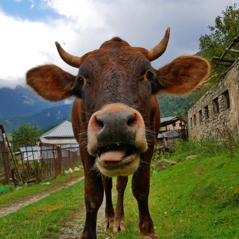 Бычок мартовик черное море