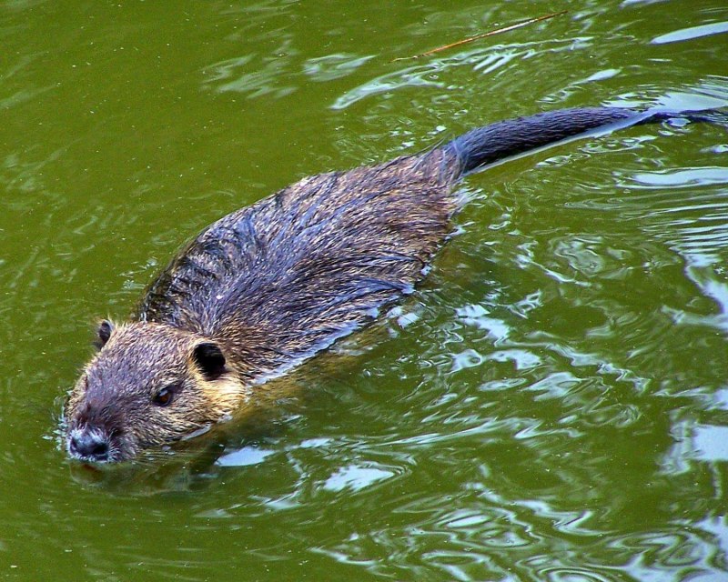 Выдра ондатра нутрия