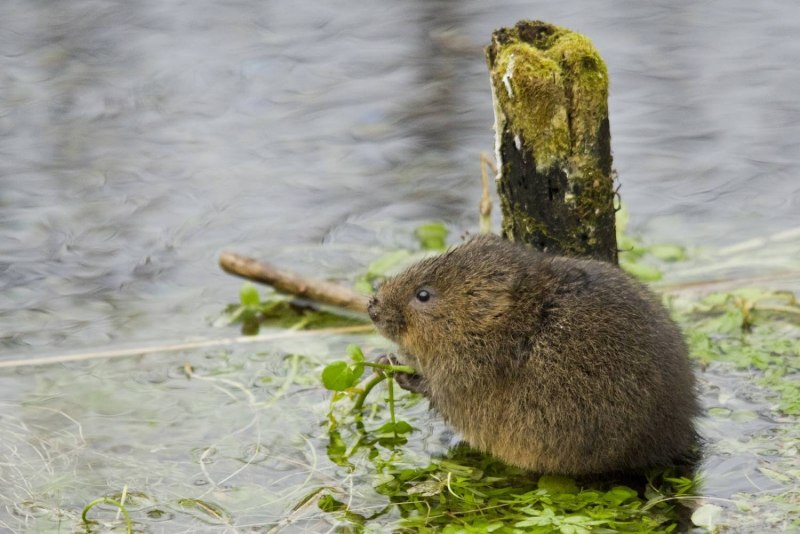 Водяная крыса полевка