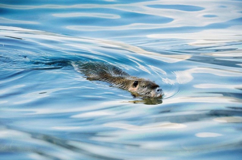 Водяная крыса коллаж
