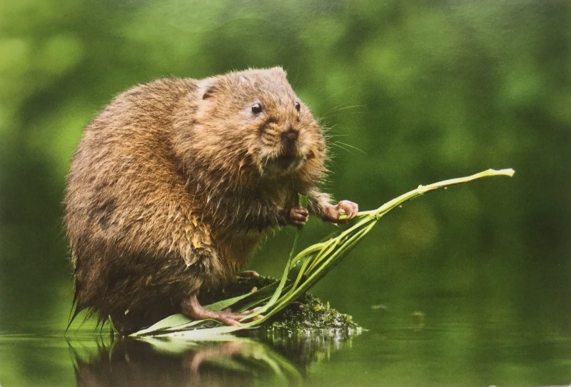 Водяная полёвка водяная крыса