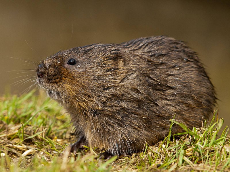 Нутрия ондатра Бобр