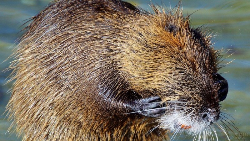 Водяная полёвка
