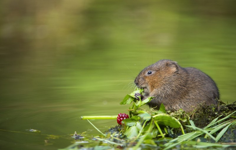 Водяная крыса нутрия