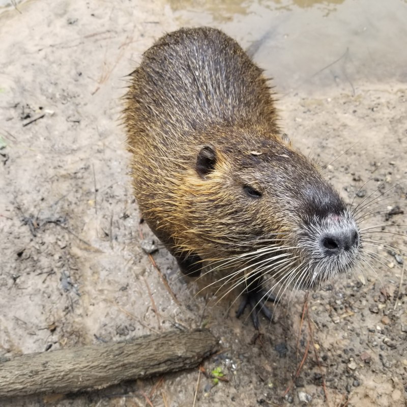 Водяная крыса полевка