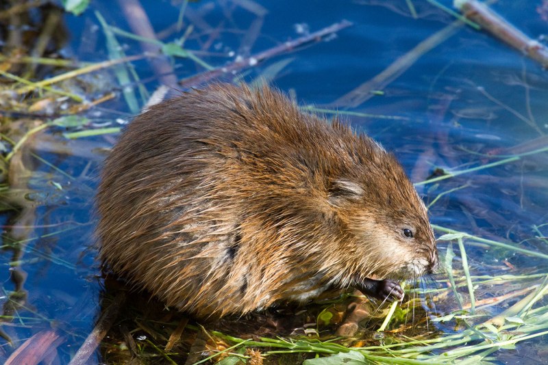 Ондатра Речная