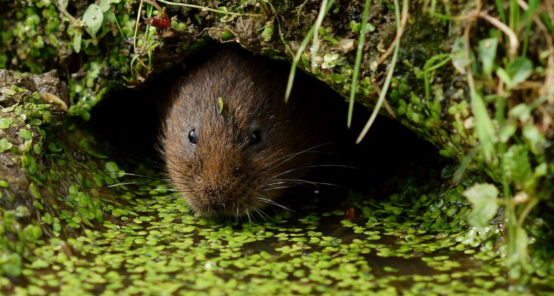 Arvicola amphibius