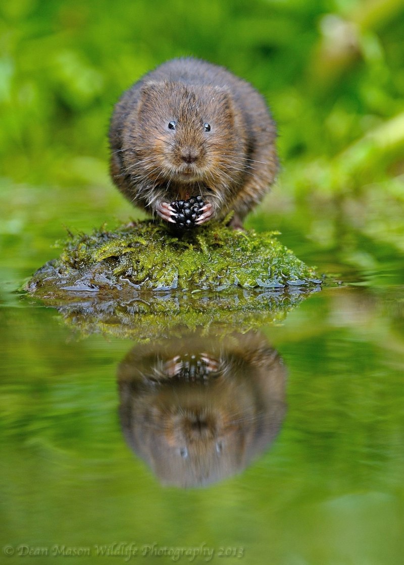 Водяные полевки в Сибири