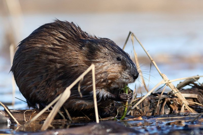 Водяная полевка полевка