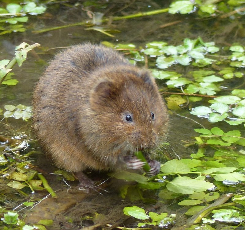 Водяная крыса нутрия