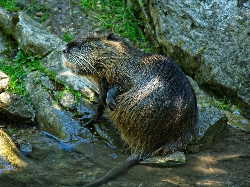 Водяная полевка полевка