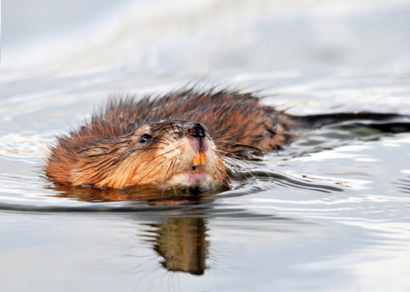 Водяная крыса ондатра