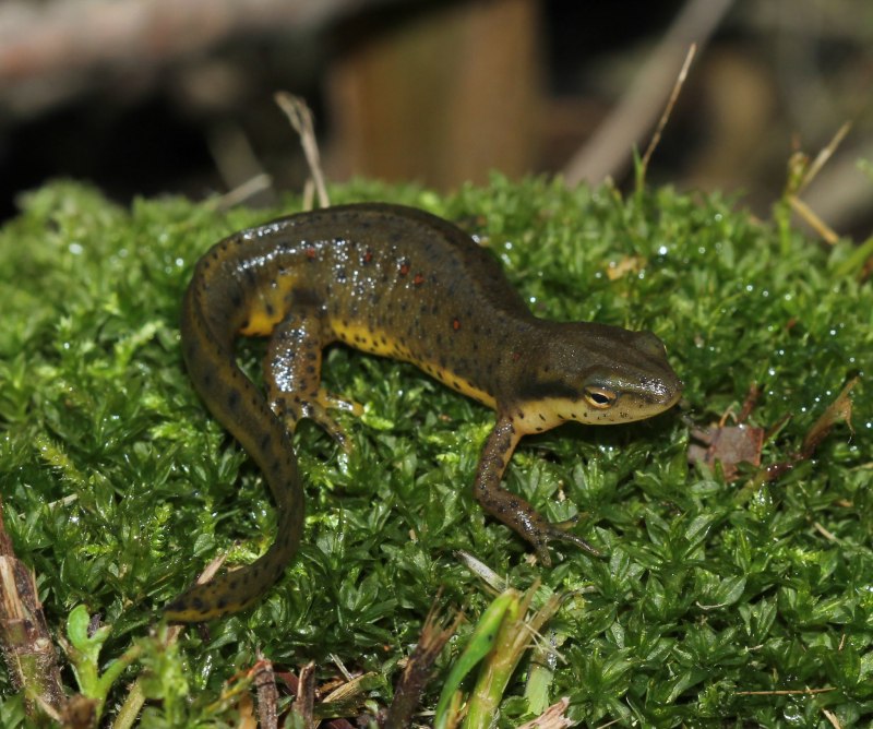 Тритон болотный