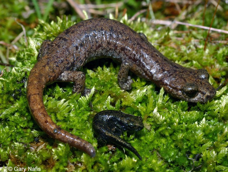 Обыкновенный Тритон Lissotriton vulgaris