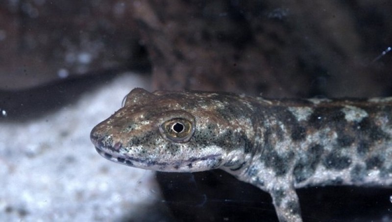 Сардинский Тритон (Euproctus platycephalus) стадия развития