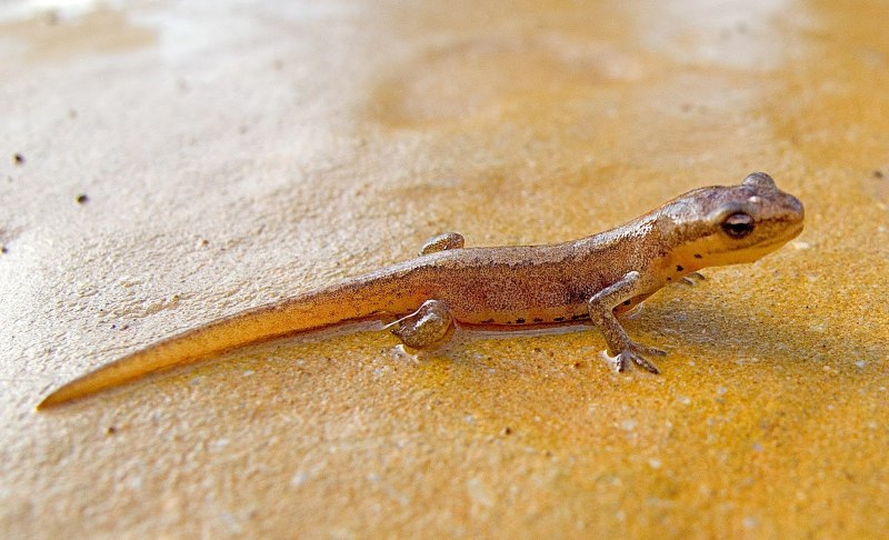 Тритон пятнистый