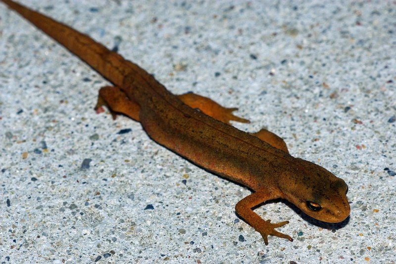 Тритон на пляже