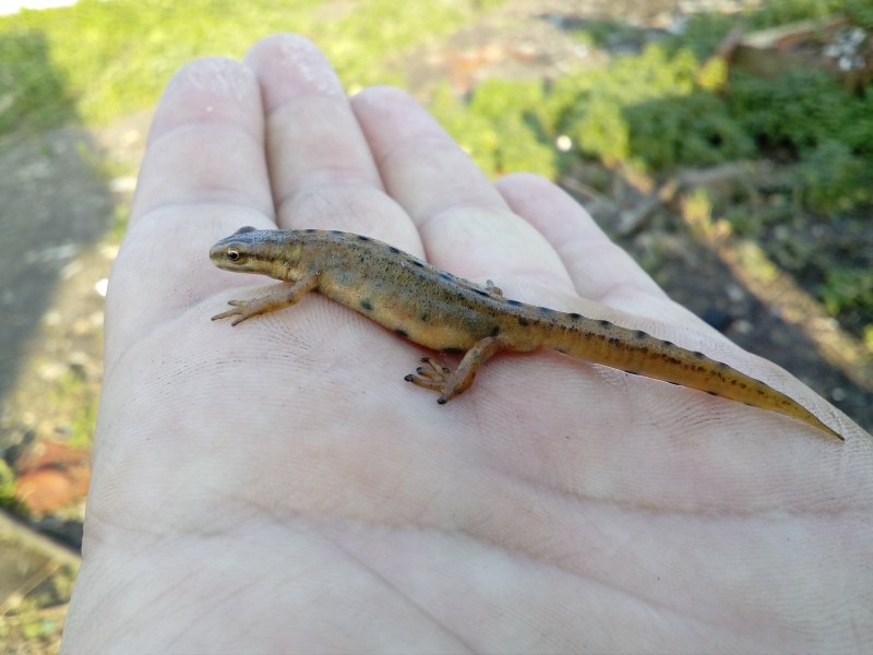 Болотная саламандра Альбион
