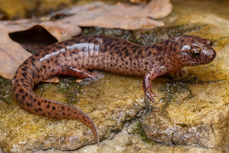 Ящерица геккон токи