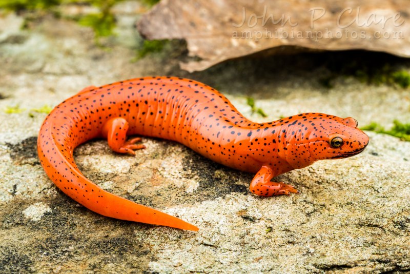 Желтобрюхий Тритон