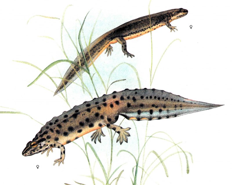 Безлегочные Саламандры