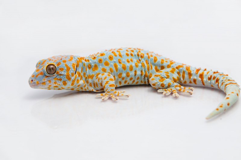 Пиренейский горный Тритон