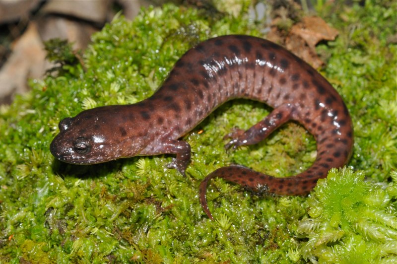 Тритон болотный